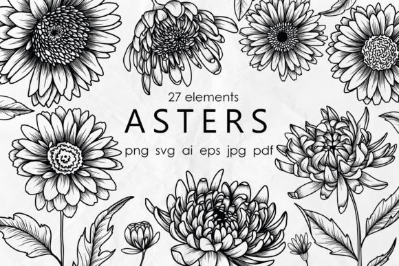 Aster Line Art SVG: A Designer's Review of These Graphics and Illustrations