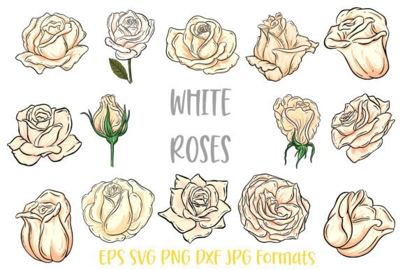 White Rose Flower Line Art Illustrations: Graphics Review